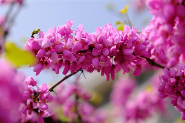 南京高校繁花似锦