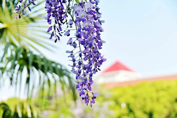 南京高校繁花似锦