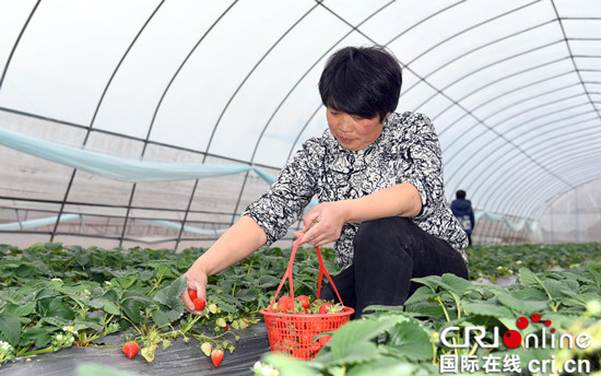 已过审【行游巴渝 标题摘要】石柱：“梯度草莓”采摘周期长 吸引游客前往