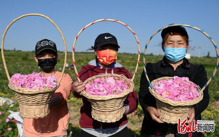 河北邯郸市复兴区：玫瑰铺就“芬芳路”