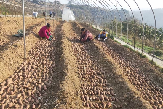 （供稿）贵州思南：春耕图绘出“好钱景”_fororder_双高红薯育苗基地正在进行育苗 李爽供图