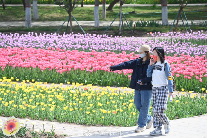 一大波美图来袭！河北石家庄植物园郁金香花开正盛 牡丹、芍药次第开放