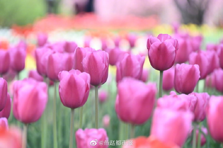 一大波美图来袭！河北石家庄植物园郁金香花开正盛 牡丹、芍药次第开放