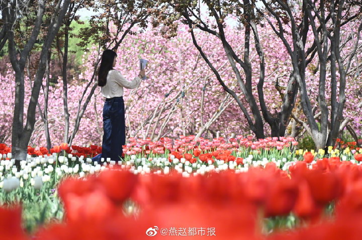 一大波美图来袭！河北石家庄植物园郁金香花开正盛 牡丹、芍药次第开放