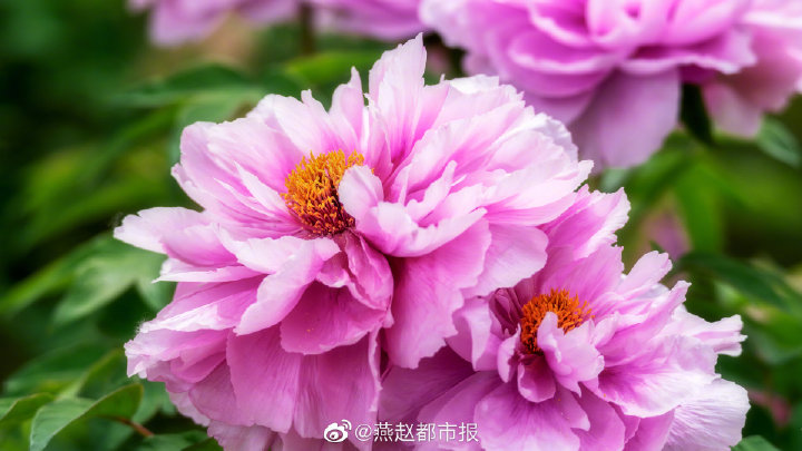 一大波美图来袭！河北石家庄植物园郁金香花开正盛 牡丹、芍药次第开放