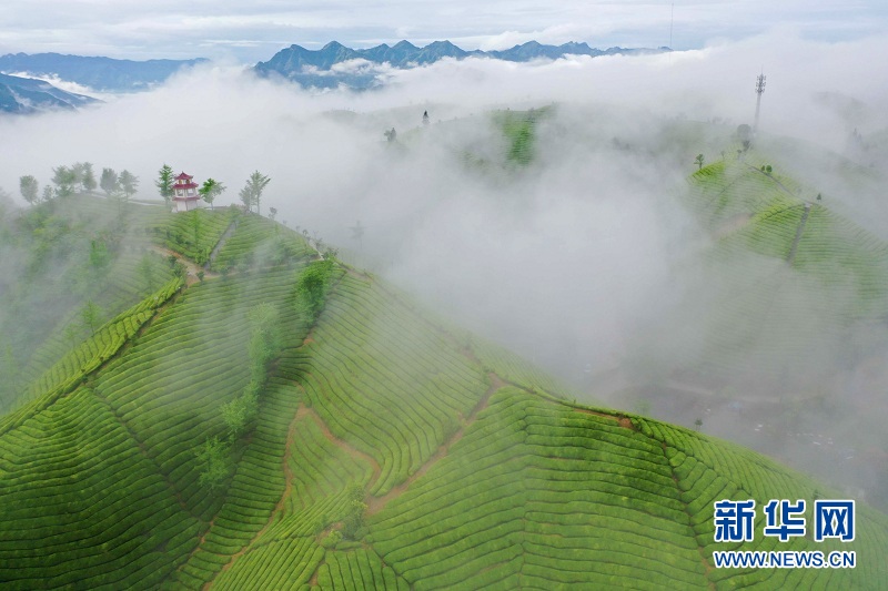 湖北鹤峰：茶山画卷连天际