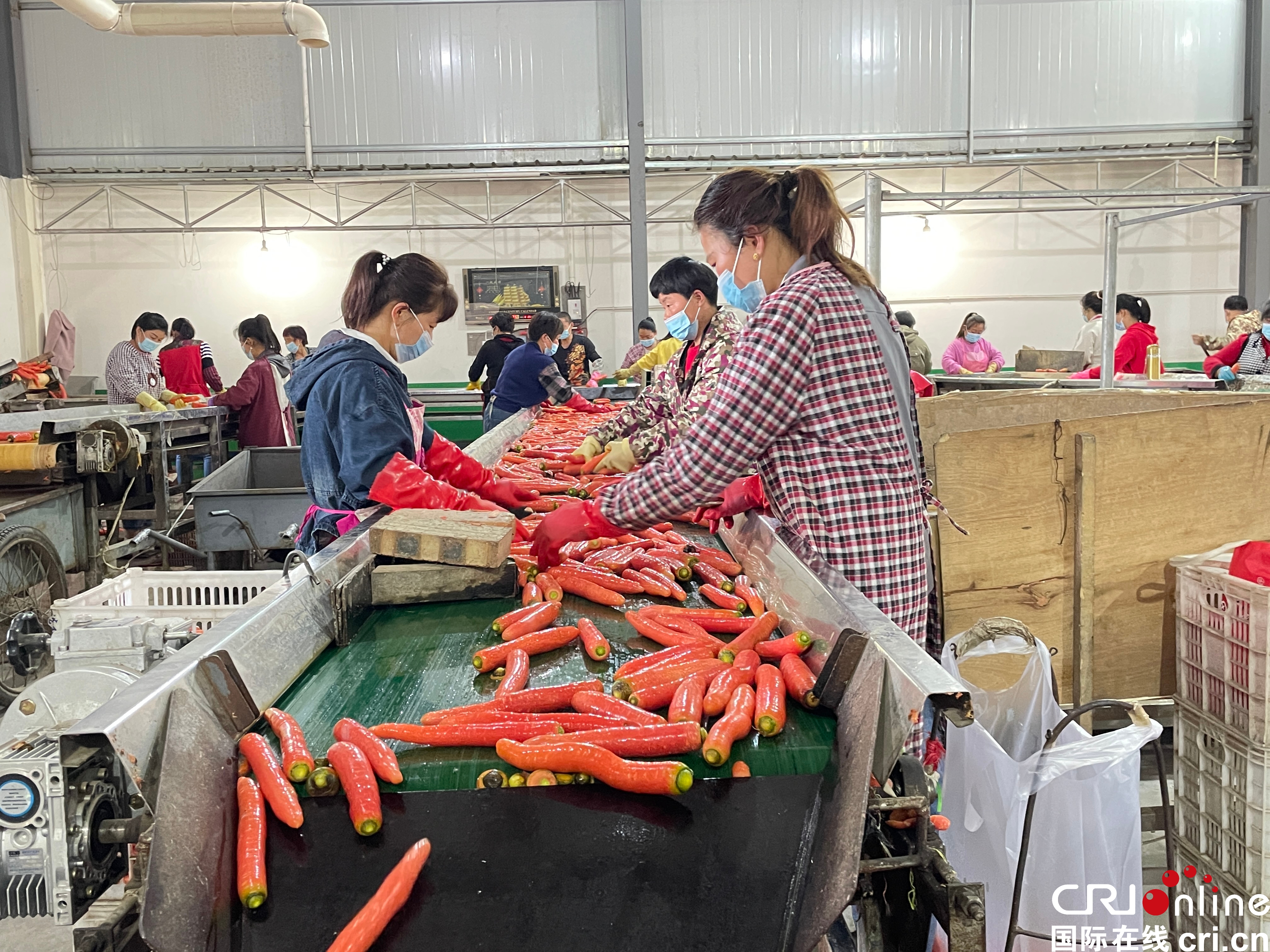 陕西大荔：小小胡萝卜 撬动乡村振兴大引擎_fororder_微信图片_20220426153837