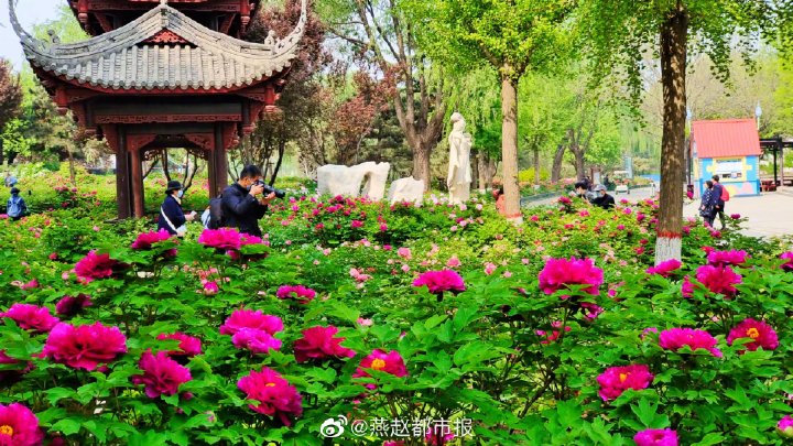 一大波美图来袭！河北石家庄植物园郁金香花开正盛 牡丹、芍药次第开放