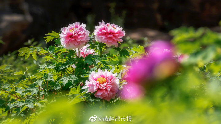 一大波美图来袭！河北石家庄植物园郁金香花开正盛 牡丹、芍药次第开放