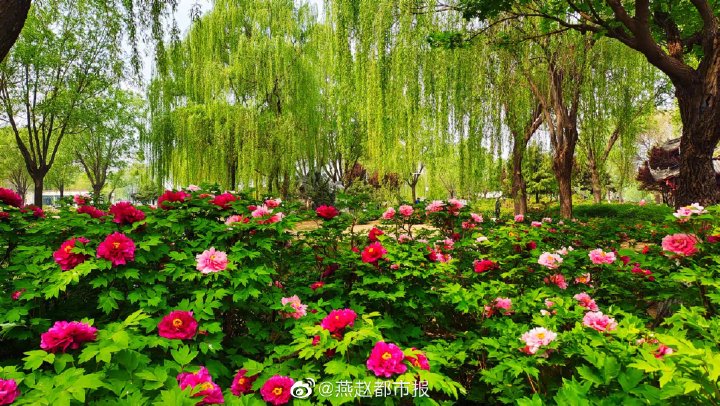 一大波美图来袭！河北石家庄植物园郁金香花开正盛 牡丹、芍药次第开放