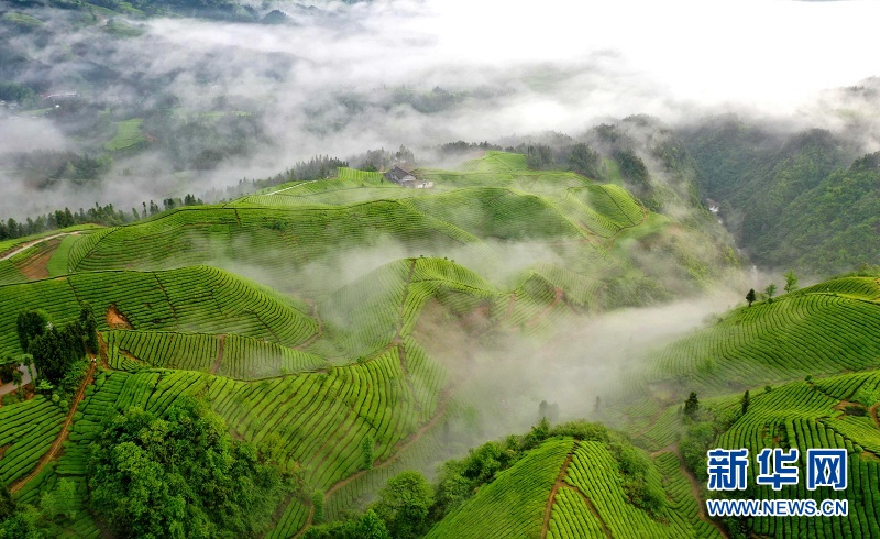 湖北鹤峰：茶山画卷连天际