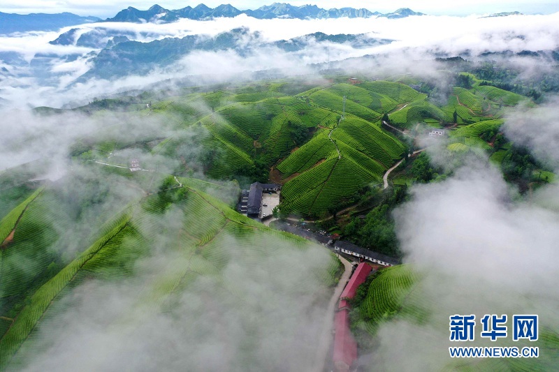 湖北鹤峰：茶山画卷连天际