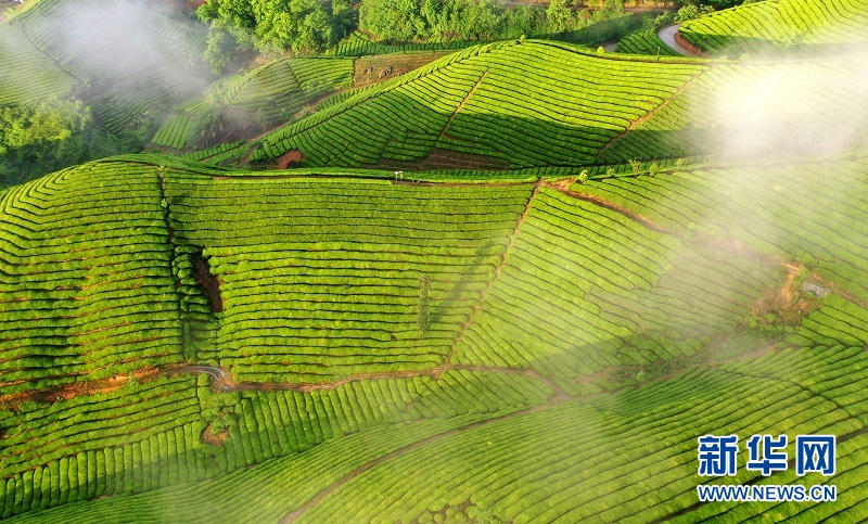 湖北鹤峰：茶山画卷连天际