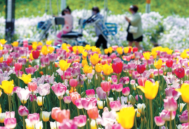 郁金香争艳 花卉大观园