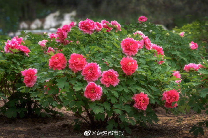 一大波美图来袭！河北石家庄植物园郁金香花开正盛 牡丹、芍药次第开放