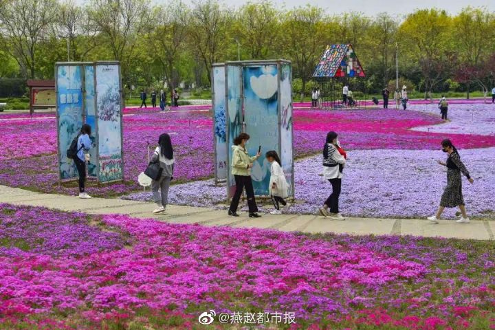 一大波美图来袭！河北石家庄植物园郁金香花开正盛 牡丹、芍药次第开放