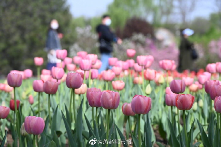 一大波美图来袭！河北石家庄植物园郁金香花开正盛 牡丹、芍药次第开放