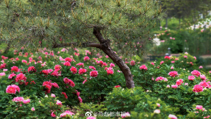 一大波美图来袭！河北石家庄植物园郁金香花开正盛 牡丹、芍药次第开放