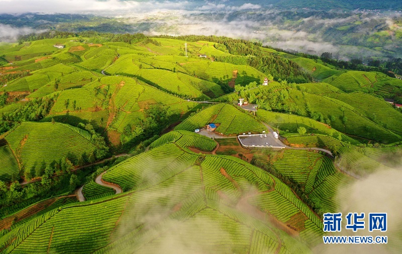 湖北鹤峰：茶山画卷连天际