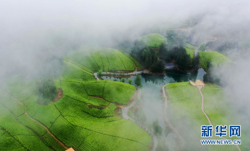 湖北鹤峰：茶山画卷连天际