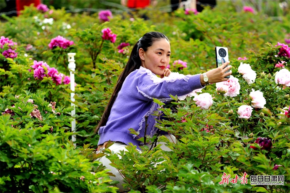 颜色无因饶锦绣 馨香惟解掩兰荪 礼县城区的牡丹花开了