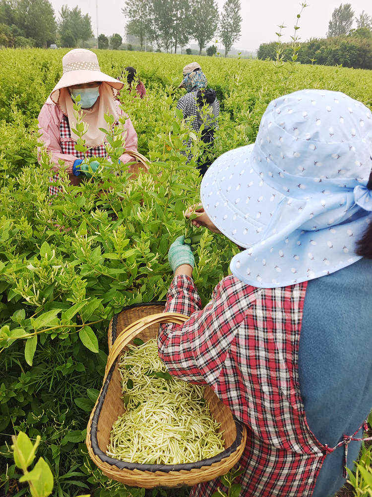 【客户端转发】信阳市罗山县东铺镇：金银花开采摘忙