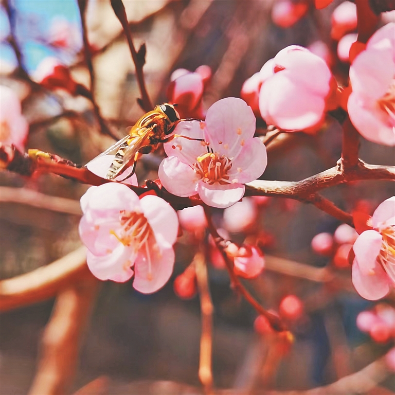 连翘 京桃 丁香 冰城四月春花拂面