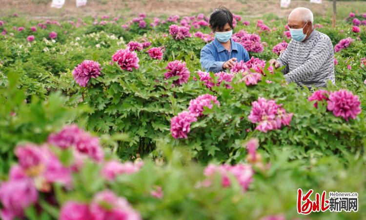 河北邯郸：“花海经济”助力乡村振兴