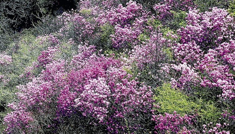 杜鹃花舞大连大黑山 约会春日好时光_fororder_3