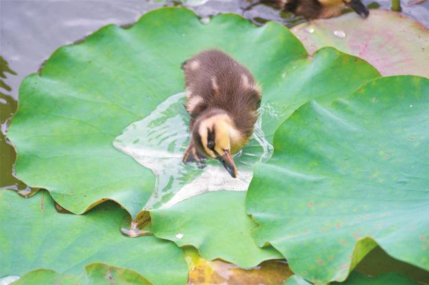 广西南宁：4月草长莺飞 南湖公园真热闹