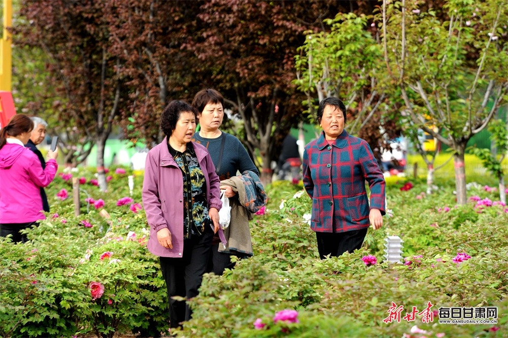 颜色无因饶锦绣 馨香惟解掩兰荪 礼县城区的牡丹花开了