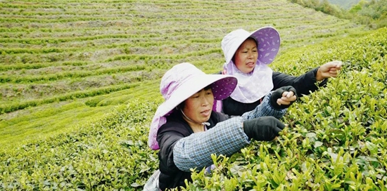 （供稿）贵州都匀：“茶旅融合”走出乡村振兴好路子_fororder_微信图片_20220428111859