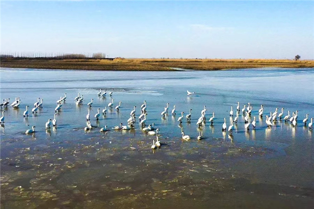 【附参考链接】武汉蔡甸加紧沉湖湿地环境提升 迎接《湿地公约》缔约方大会_fororder_微信图片_20220428180356