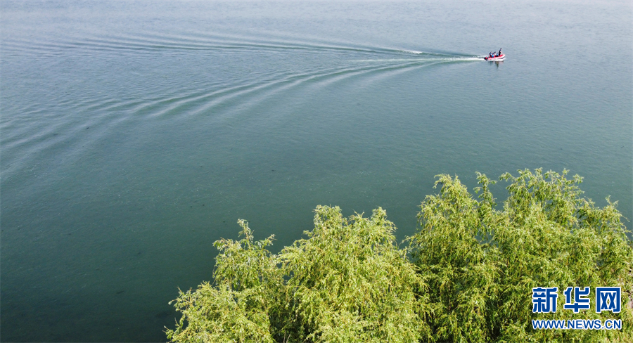 河南洛阳：春染黄河湿地