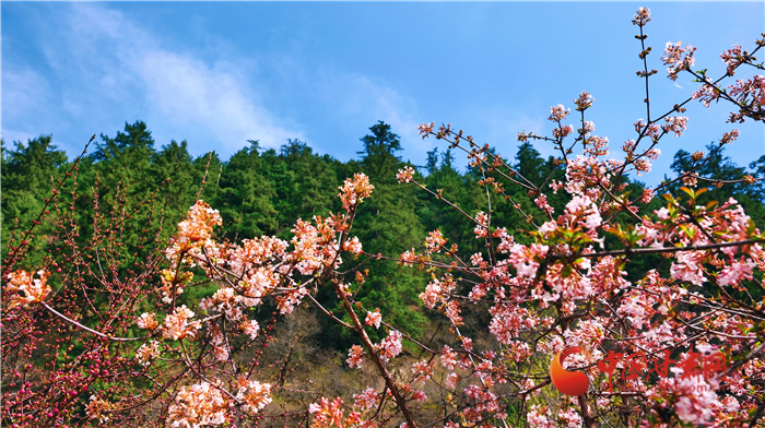 【陇拍客】兰州兴隆山：暮春花开更葱茏_fororder_8