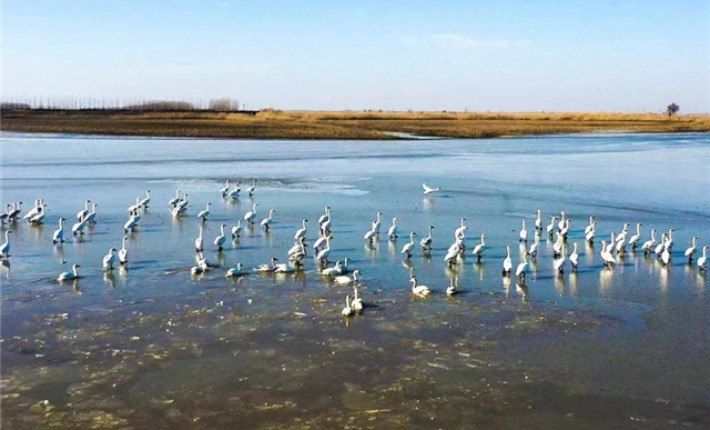 【附参考链接】武汉蔡甸加紧沉湖湿地环境提升 迎接《湿地公约》缔约方大会