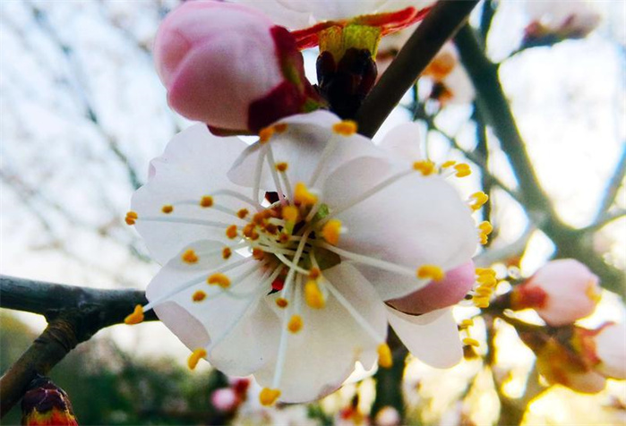 长春：春意正浓 花开疫散