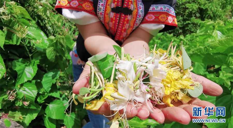 广西上林：金银花里出“金银”