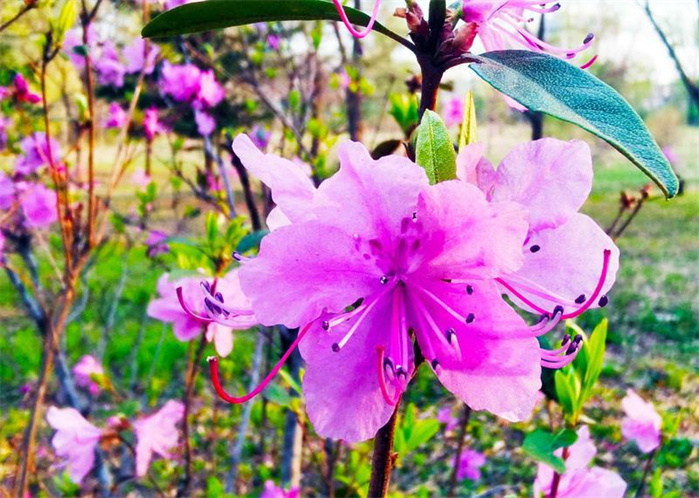 长春：春意正浓 花开疫散