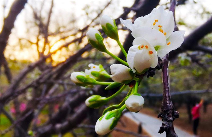 长春：春意正浓 花开疫散