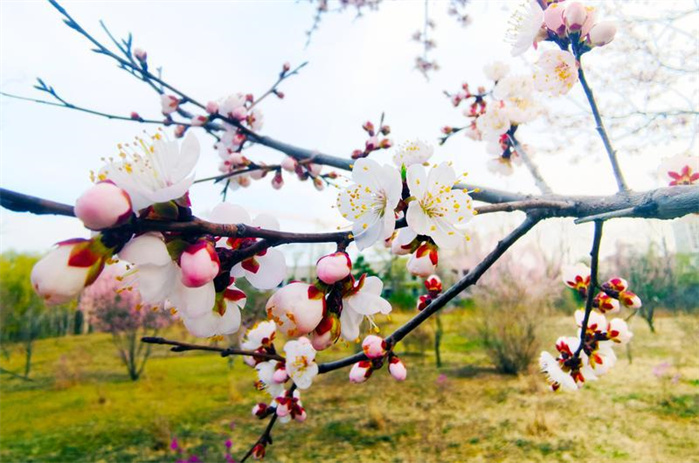 长春：春意正浓 花开疫散