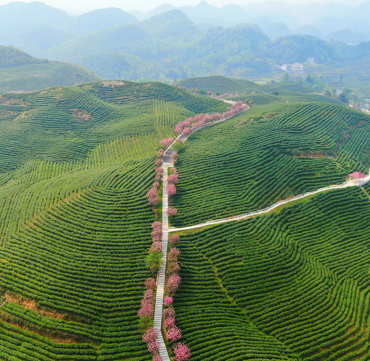 惠水：好花正红踏歌前行