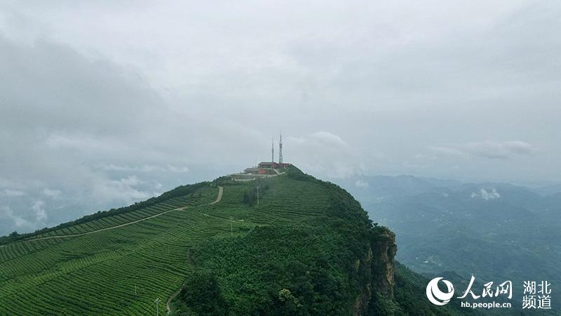 湖北宜都：高山茶园云雾缭绕似仙境