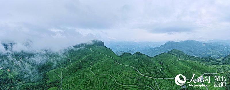 湖北宜都：高山茶园云雾缭绕似仙境