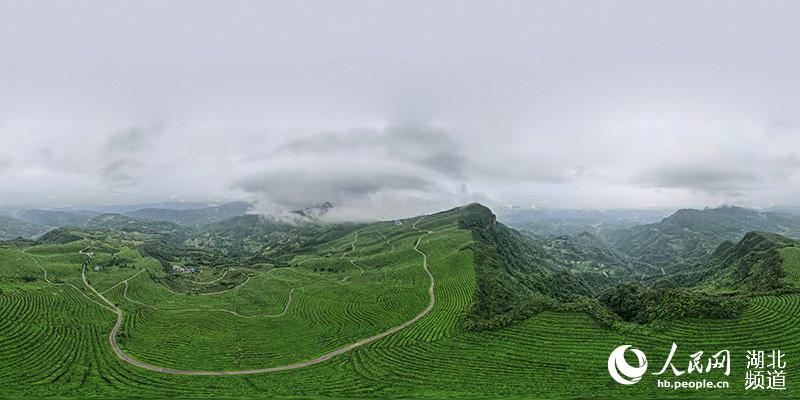 湖北宜都：高山茶园云雾缭绕似仙境