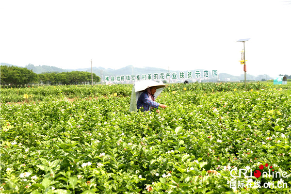 南宁横县茉莉：产业化发展种下幸福致富花