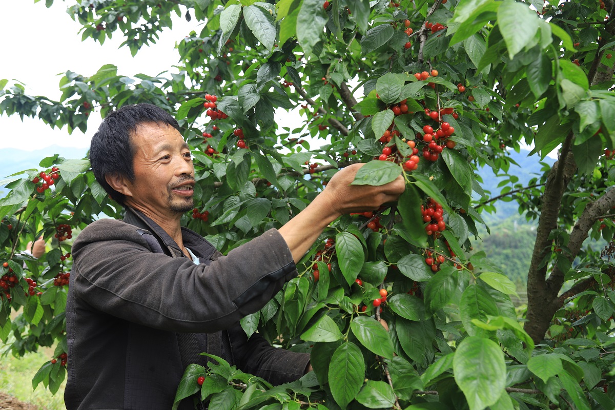 安康市岚皋县：“小”樱桃映“红”村民致富路_fororder_IMG_6473.JPG