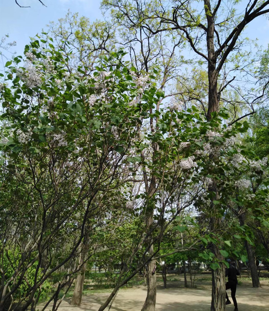 沈阳：公园百花开正盛 尽展倾城好颜色_fororder_建设_副本