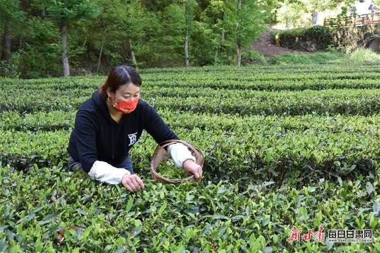 康县：飘香茶园采茶忙 绿水青山处处景_fororder_茶2