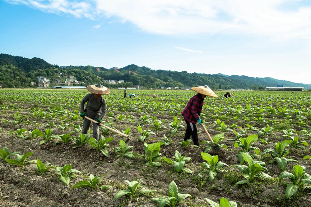 （供稿）贵州天柱：立夏至  农事忙_fororder_2022年5月4日，天柱县凤城街道村民在凤城万亩大坝给烤烟除草施肥。